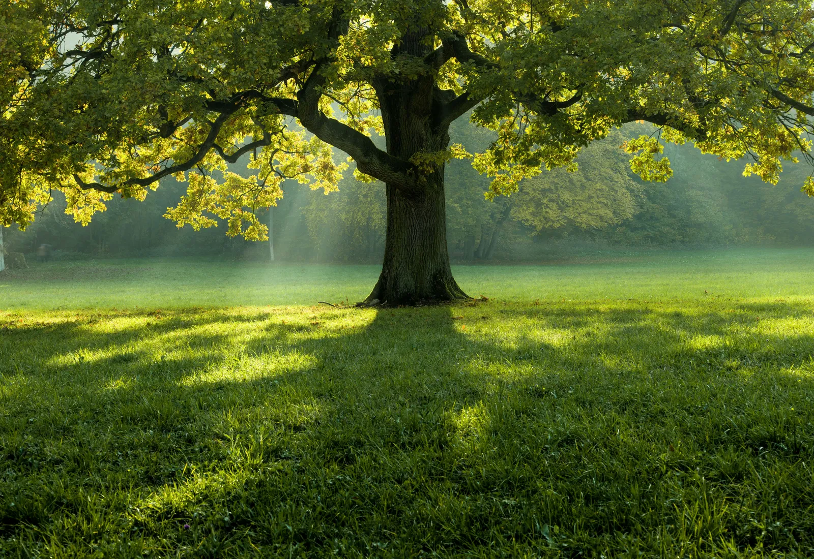 Tree in morning light